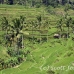 rice_ubud_h_0017_bal0832.jpg